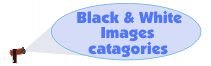 Return to Foil Images options